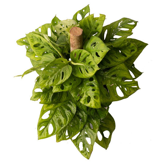 American Plant Exchange Monstera Adansonii Swiss Cheese Totem Pole Live